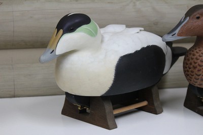Common Eider Pair