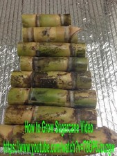 10 BUDS SUGARCANE READY TO PLANT HEIRLOOM FRESH CUT READY TO SHIP FLORIDA