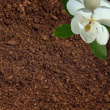 Gardenwise Organic Sphagnum Peat Moss | For Orchids, Seed Starting & Terrariums