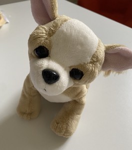 chihuahua webkinz