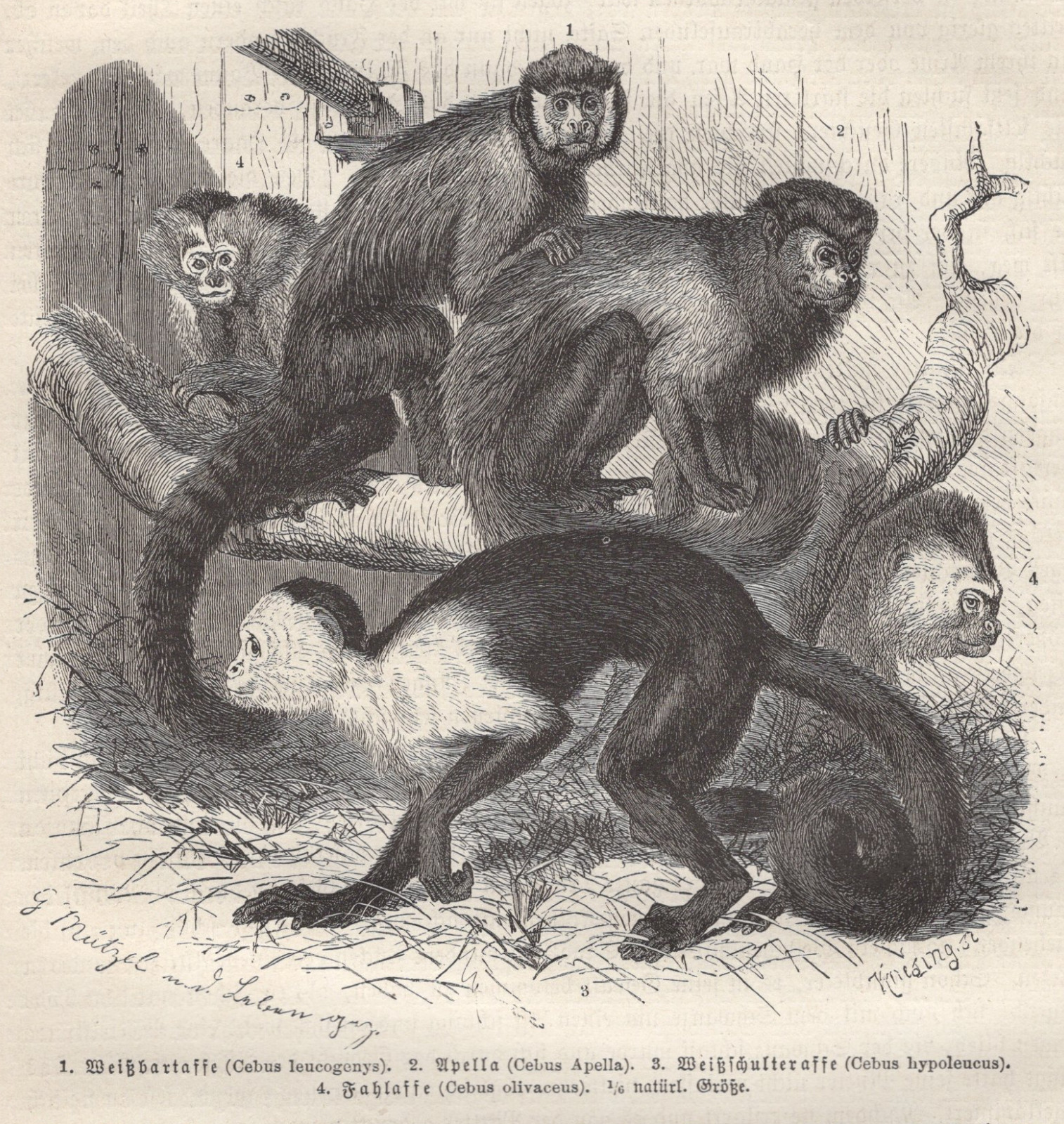 1883 Brehms Thierleben Wood Engraving Capuchin Monkeys Antique Original Print