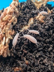 100+ Count Tropical Pink Springtails (Coecobrya tenebricosa)🪷 Free Shipping 