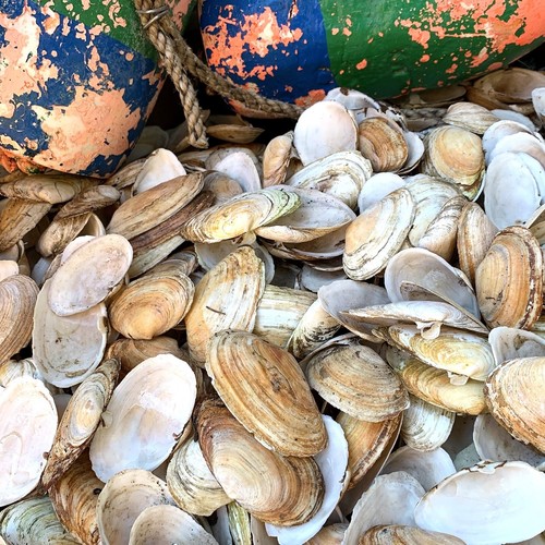 1/2 lb LOT: Maine Steamer Ipswich Clam Shells 36 Count 2"-3" Sea Decor Craft Art