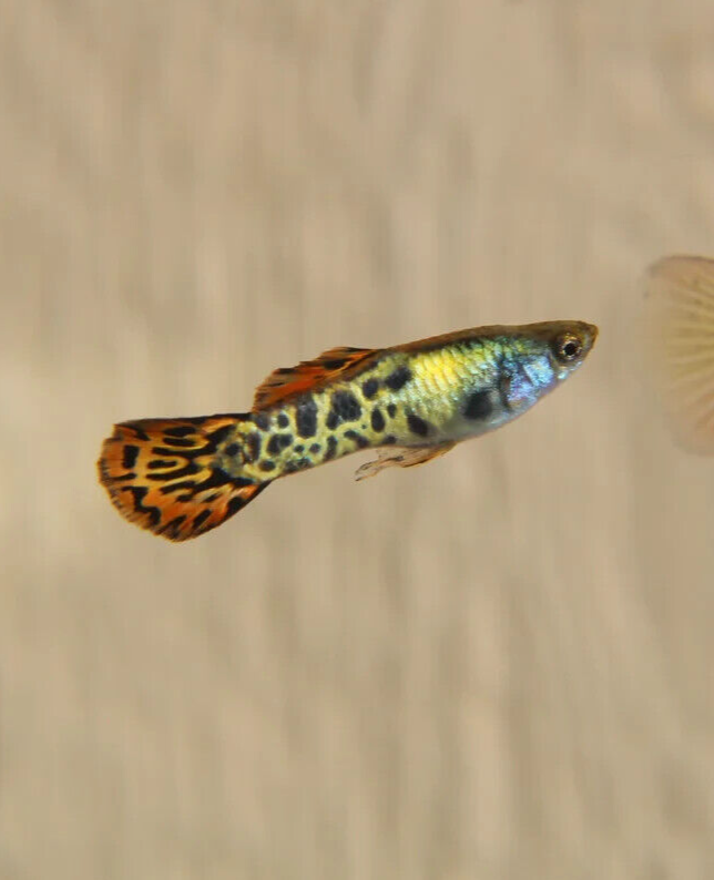 Pair of Vienna Guppy's RARE! MALE+ FEMALE AQUARIUM COOP Guppies!! USA BRED!!! eBay