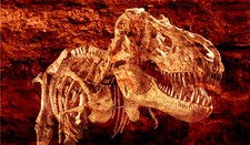 Skeleton Bone Fossil Collection - Tyrannosaurus Rex -14