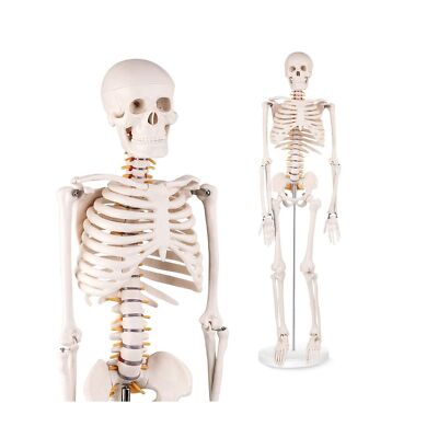 Mini Human Skeleton Anatomy Model - Science Classroom Skeleton Model Tool, Te...