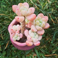 Tiscalatengo Gorge Sedum, 100 Seeds, Succulent Seeds