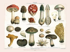 12612.Decoration Poster.Home wall.Room art design.Mushroom chart.Biology class