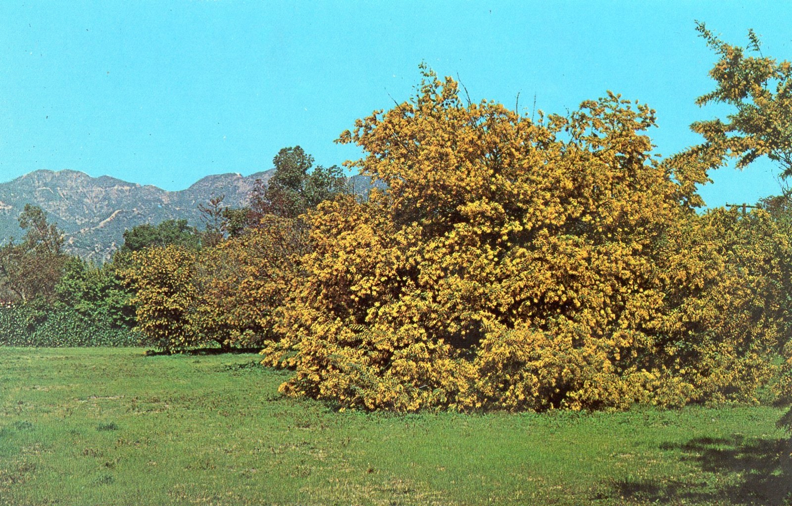 Descanso Gardens, Acacia Baileyana Tree, La Canada, California --POSTCARD