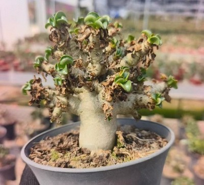 Rare Live House Plant  Adenium 'Khao' Random Own Root Boutique Caudex