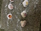Lot Of 14 Ceramic Drawer Pull Knobs Dora The explorer With Screws — photo 2
