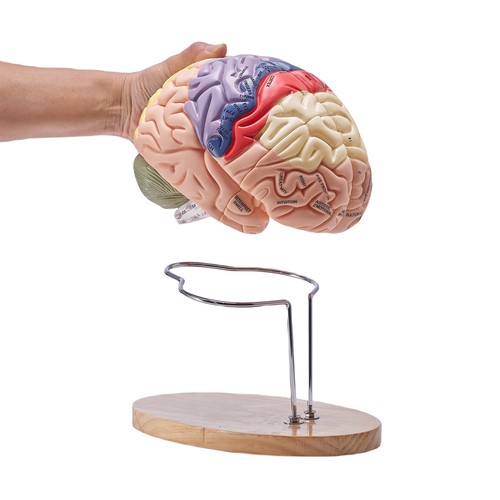 VEVOR Human Brain Model Anatomy Teaching Brain Model 4-Part Labeled 2X ...