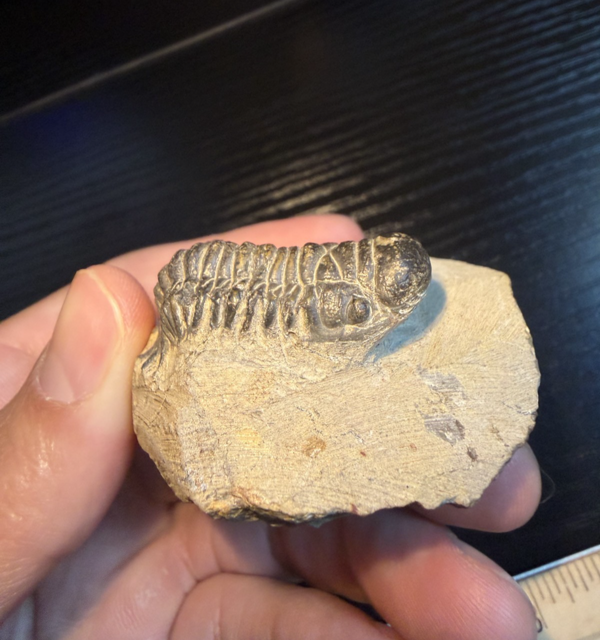 Devomin Trilobite Fossil Devonian Morocco on Matrix Display Specimen | eBay