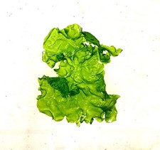 Live Macro Algae Ulva - Sea Lettuce - 4-5 Frag Live Aquarium Plant