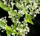 Cestrum nocturnum - Night Flowering Jasmine - Night Queen 10 Seeds