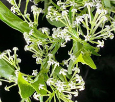 Cestrum Nocturnum - Jasminreis