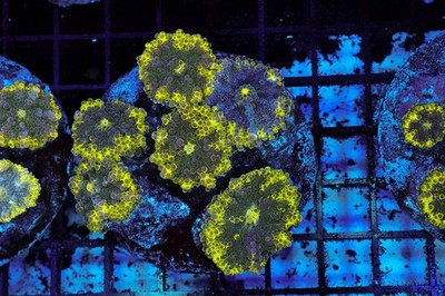 Radioactive Yuma Mushroom Colony WYSIWYG - SAQ Coral Farm