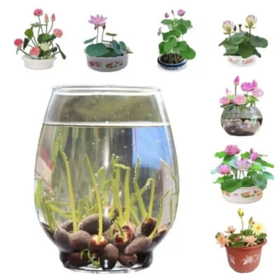 60X Seeds Lotus Mix Flower Seed Hand Picked Aquatic Plants Water Garden Lotus DE