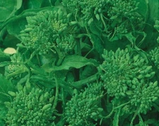 Rapini Broccoli EARLY FALL Broccoli Raab Italian Greens Healthy NonGMO 500 Seeds