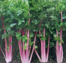 200+Chinese Pink Celery Seeds Rose Celery Kan-tsai Kunchoy Qincai  Kan-tsai USA