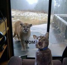 Funny Mom  Cat  refrigerator magnet 3 1/2 x 3 1/2" Made in USA