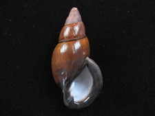 Landschnecke Sultana labeo 78,9mm ID#6856