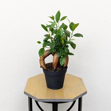 Live Ficus Bonsai Plant 4 Inch Pot Plant Lover Gift