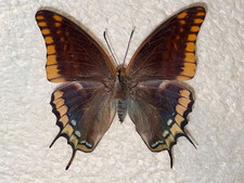 Charaxes jasius ex France