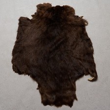Eurasian Beaver Tanned Fur Pelt - Skin, Hide For Sale - Tf7597