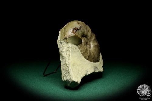 Ceratites evolutus Deutschland Ceratit Sammlung Trias Ammonit Fossil Ceratitidae - Bild 7 von 8