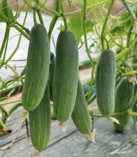 50 Cucumber Seeds - Marketer Vegetable Garden Pickling NON-GMO USA