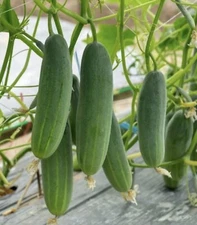 50+ Cucumber Seeds - Marketer | Vegetable Garden Pickling NON-GMO USA