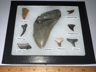 #ad Megalodon Era Shark Teeth Collection Framed Labeled Fossil Shark Tooth Lot $54.99