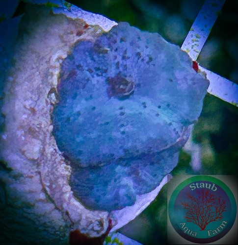 SAF~”WYSIWYG”2-Blue Discosoma Mushroom Coral, Shroom, Rhodactis, Ricordia