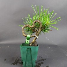Bonsai - Schwarzkiefer, Pinus Thunbergii, Shohin, Japan