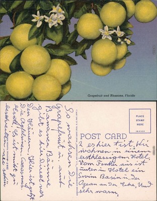 Postcard Florida Florida - Grapefruit and Blossoms 1910
