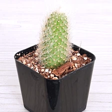Cactus Plant - Monkey Tail - 2 inch+ Long - Live Plants In 2" Pot (SM)
