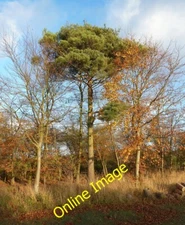 Photo 6x4 Green and gold Bulbourne The evergreen needles of the pine tree c2012