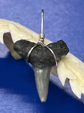 SHARK TOOTH PENDANT Fossilized 7/8 Inch Lower LEMON Shark Tooth 