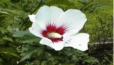 White with Cherry Center Rose of Sharon Bush/Tree 100 + Seeds USA Home Grown