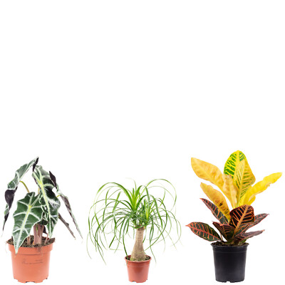 3er-Set Elefantenfu, Wunderstrauch, Alocasia - Hhe ca. 25-40 cm, Topf-  12-14 | eBay.de