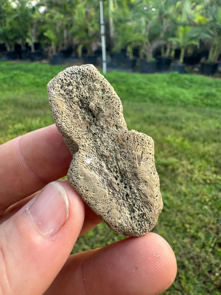 RARE SLIDER TRACHEMYS NEURAL SCUTES ICE AGE REPTILE TURTLE SHELL FOSSIL FUSED - Image 4 of 4