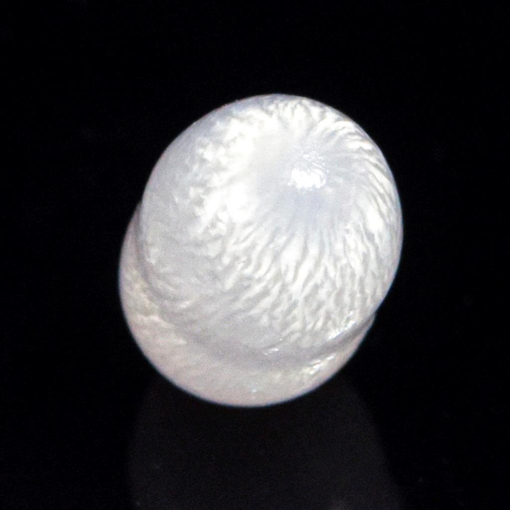 天然クラムパール／トリダクナパール（約1.9ct） 天然無処理(ナチュラル) ゴールデンパール 11.60mm×0.12ct K18