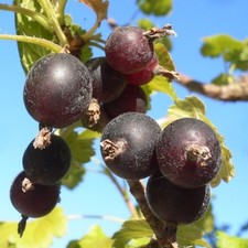 Jochelbeere Jostabeere