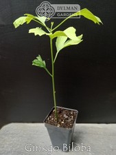 Ginkgo Biloba Tree - Maidenhair Tree - Living Fossil Tree