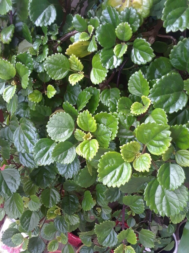 Swedish Ivy Cuttings (5)  Esquejes De Millonaria o Planta Del Dinero - Image 2 of 4