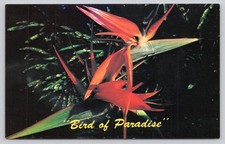 Vibrant Bird of Paradise Flower Postcard Florida Tropical Bloom Photo