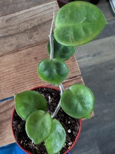 1 Day Sale..Hoya Carnosa AMORE In 4" Pot