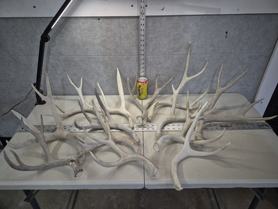 #ad 9 lbs Bulk Lot MULE DEER Cgrade Antler Shed Cuts Horn Rack Decor Weathered $89.00
