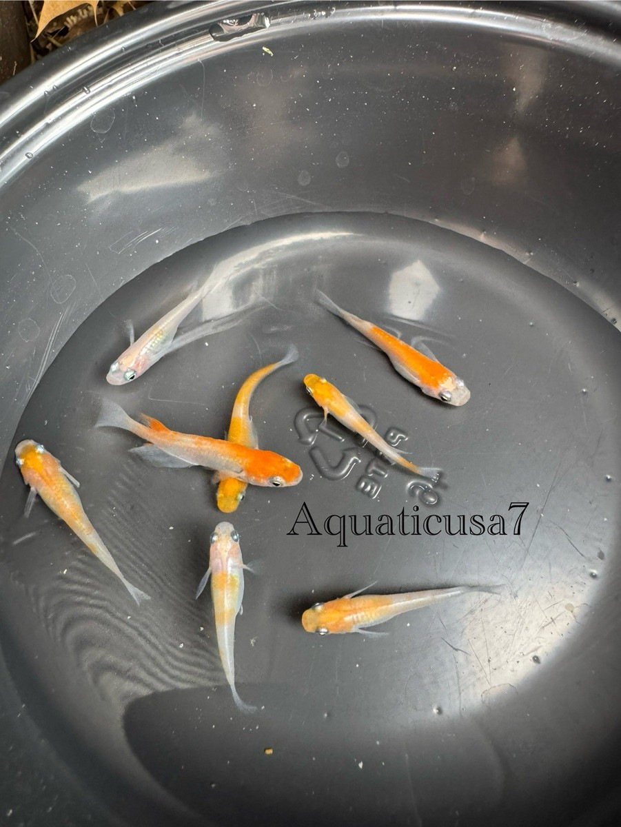 3+1 Free Komachi MEDAKA Japanese Rice Fish